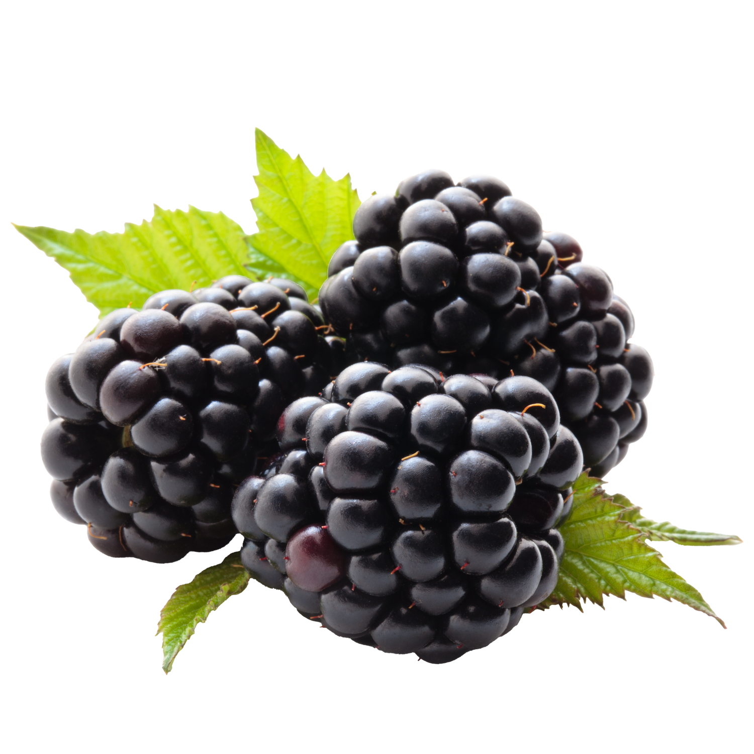 Blackberry Seed Oil
