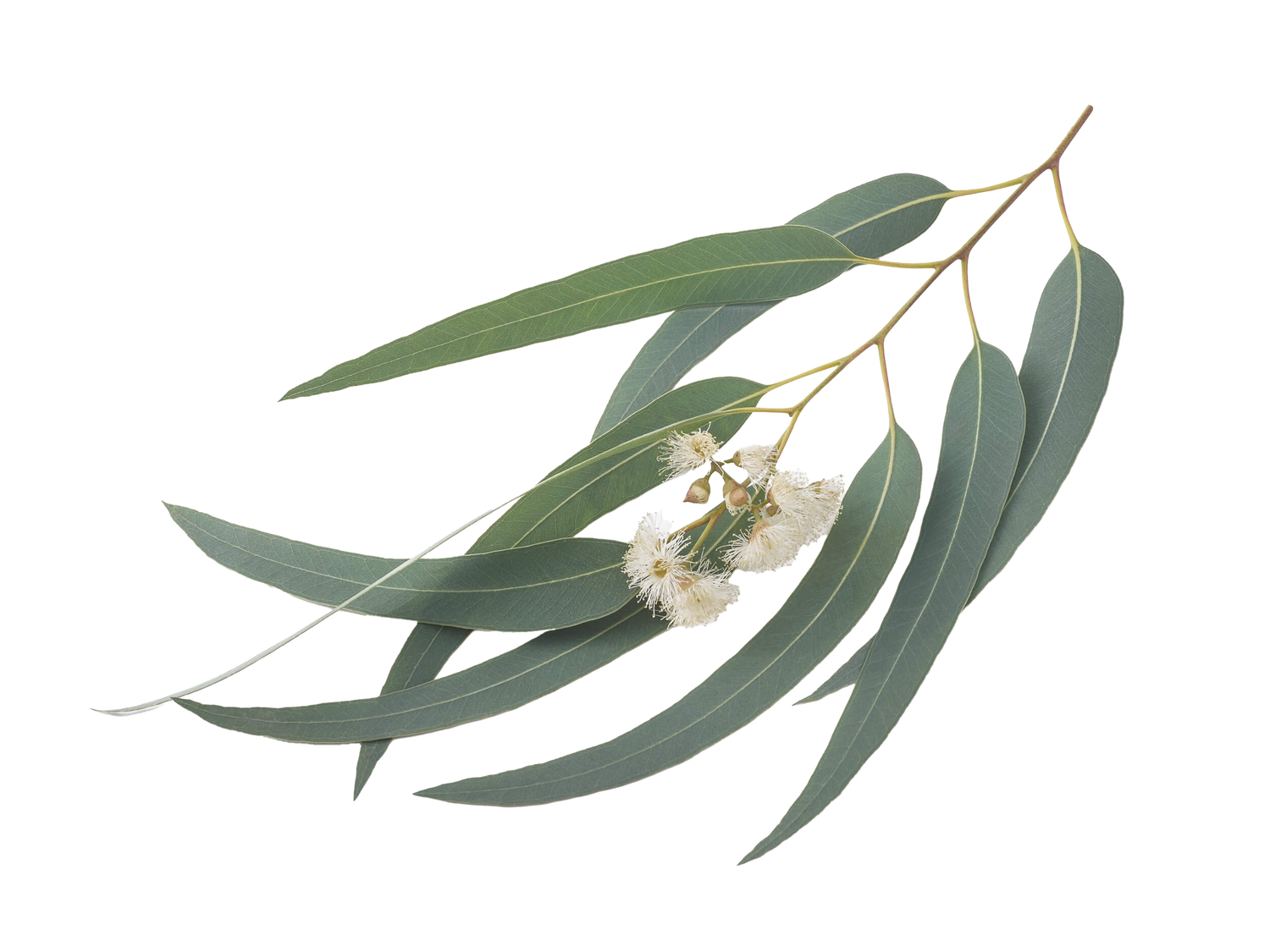 Blue Eucalyptus