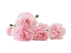 Carnation
