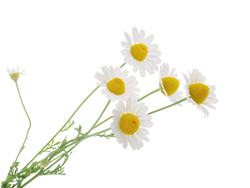 Chamomile