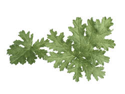 Geranium Leaf