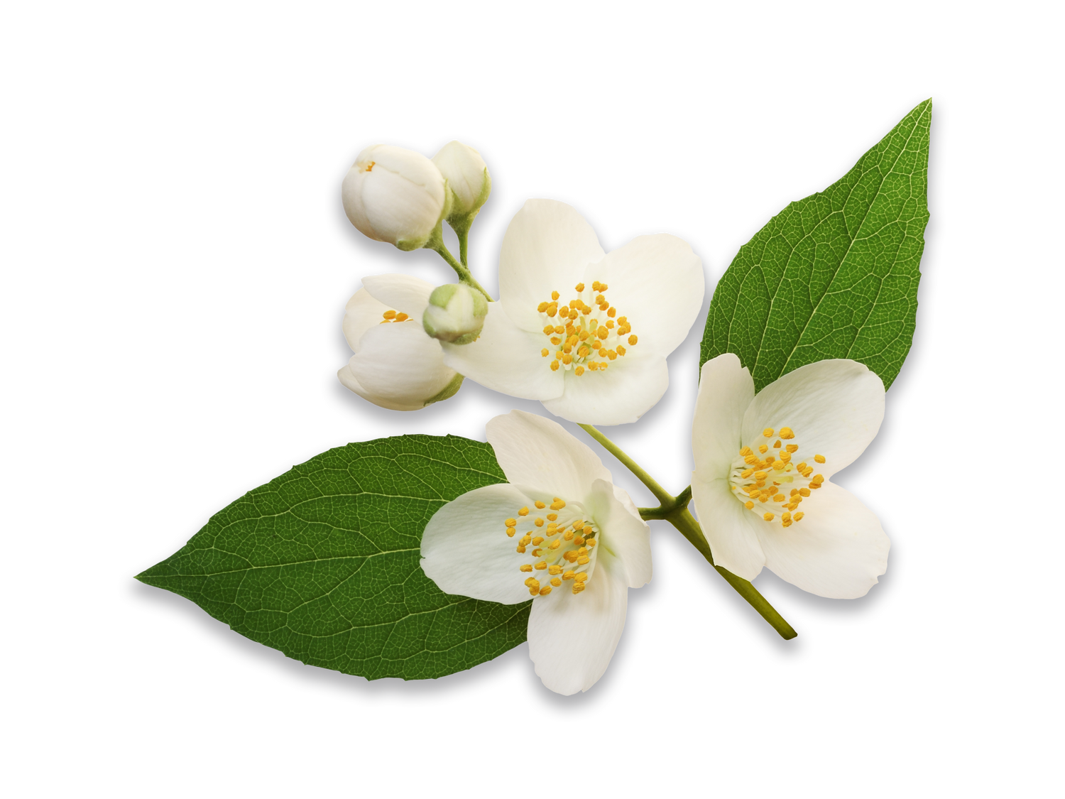 Jasmine