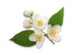 Jasmine