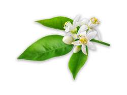 Neroli