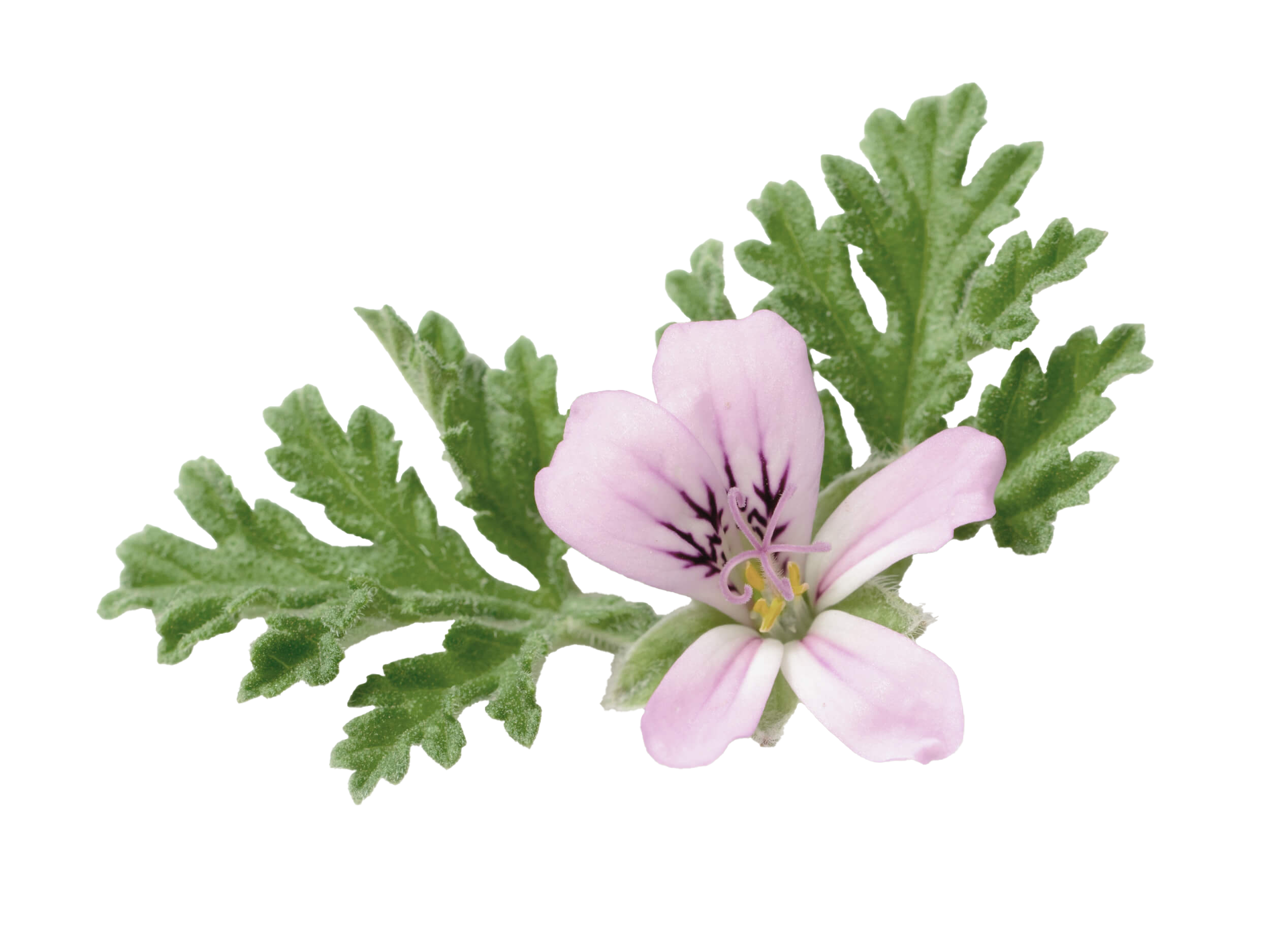 Geranium Rose Shape Rose Geranium – Born Bathing