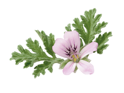 Rose Geranium