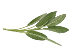 Sage