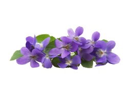 Violet Leaf