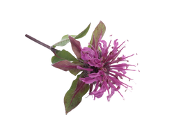 Wild Native Bergamot