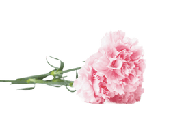 Carnation