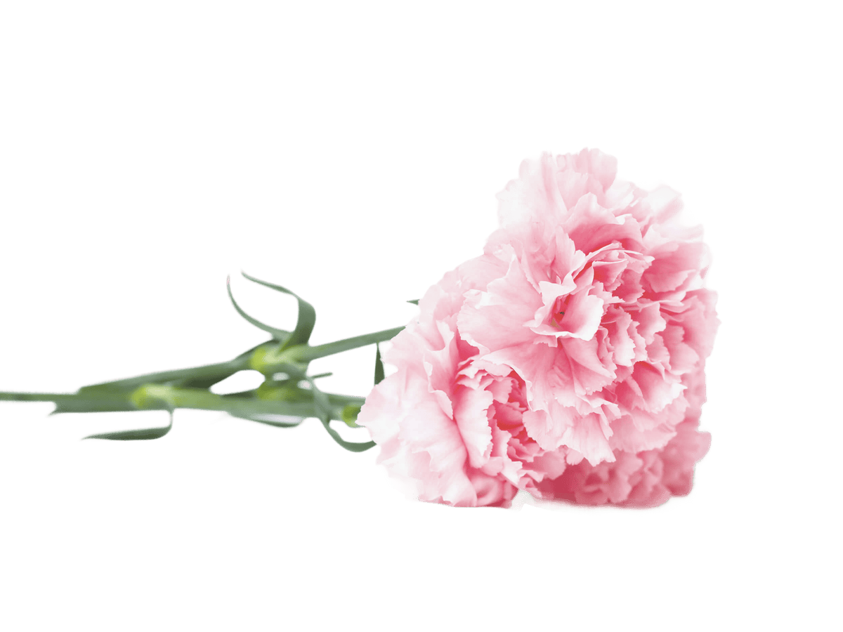 Carnation