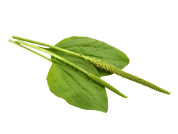 Plantain leaf