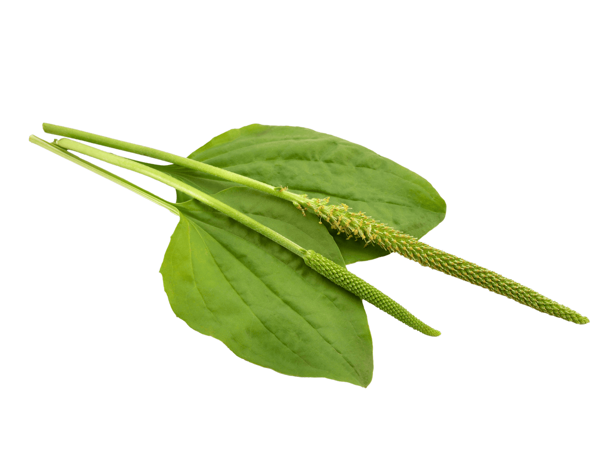 Plantain leaf