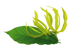 Ylang Ylang flower