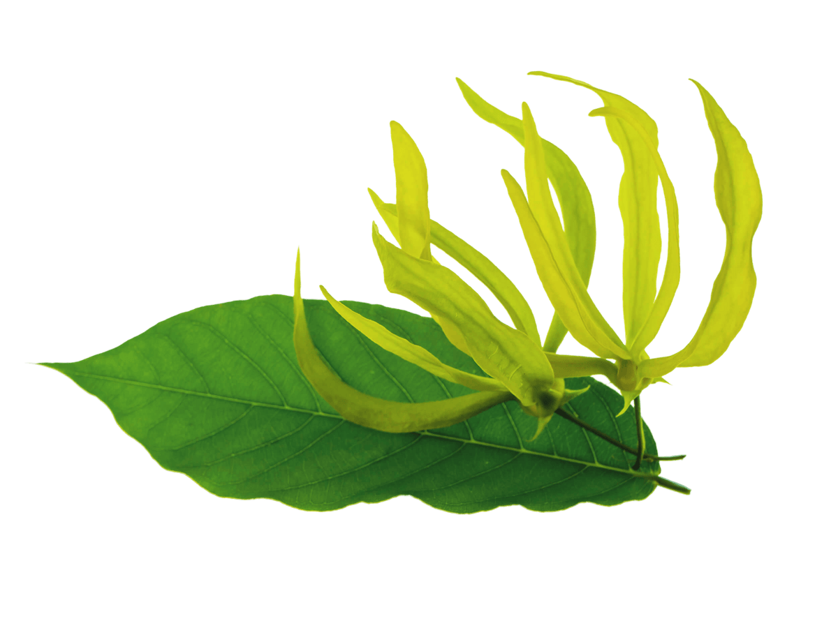 Ylang Ylang flower